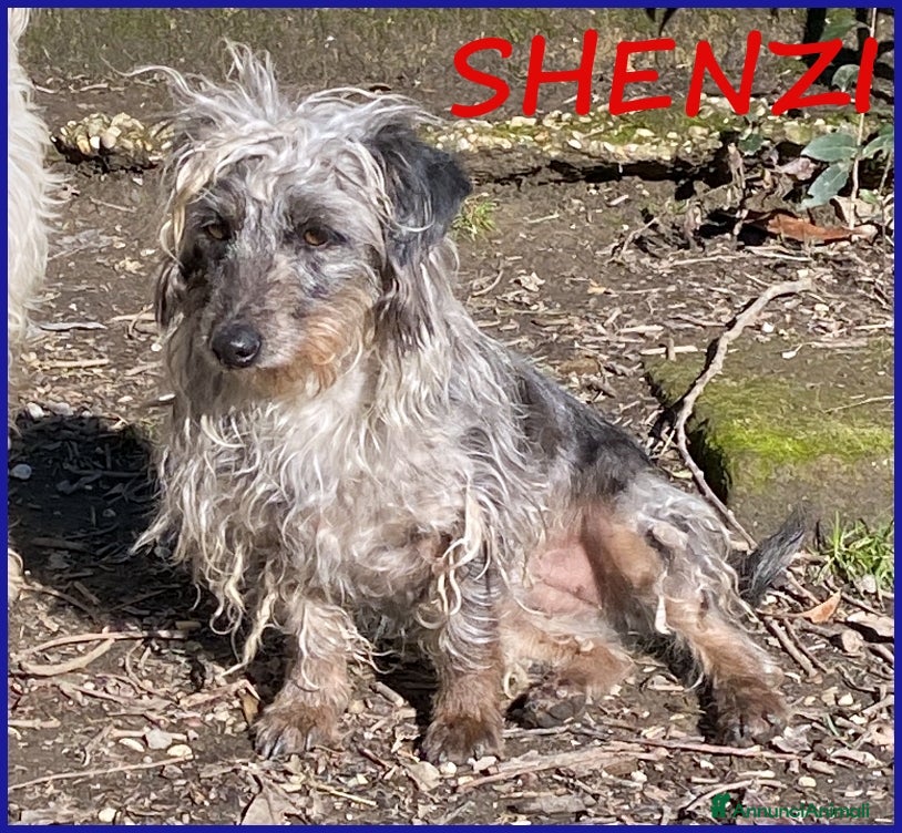 Meticcio cani SHENZI SIMIL BASSOTTINA TG PICCOLA, 5 ANNI - Annuncio 36