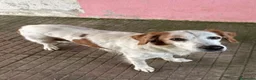 Meticcio cani in regalo: Bernie a Provincia di Savona - Annuncio 2