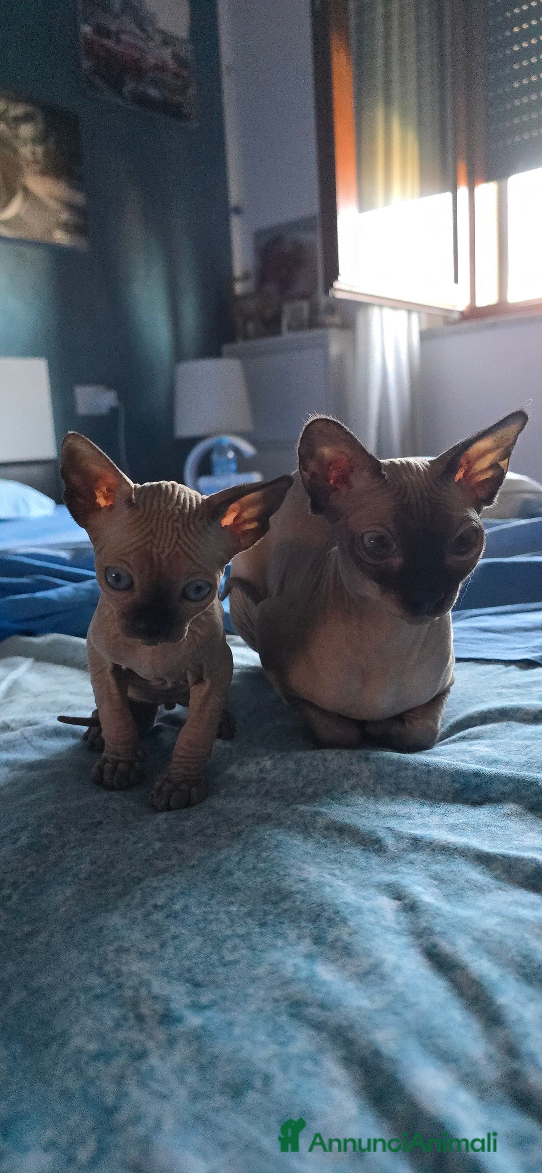Sphynx gatti in vendita: Gatto spynx maschio a Città metropolitana di Milano - Immagine 2