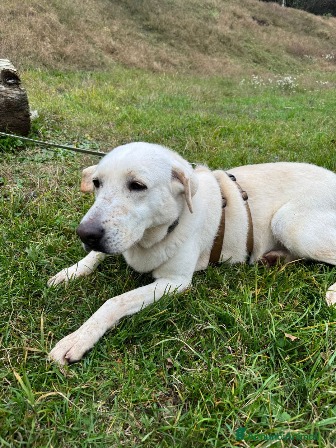 Labrador cani in regalo: Splendida Labrador Easy - Annuncio 13