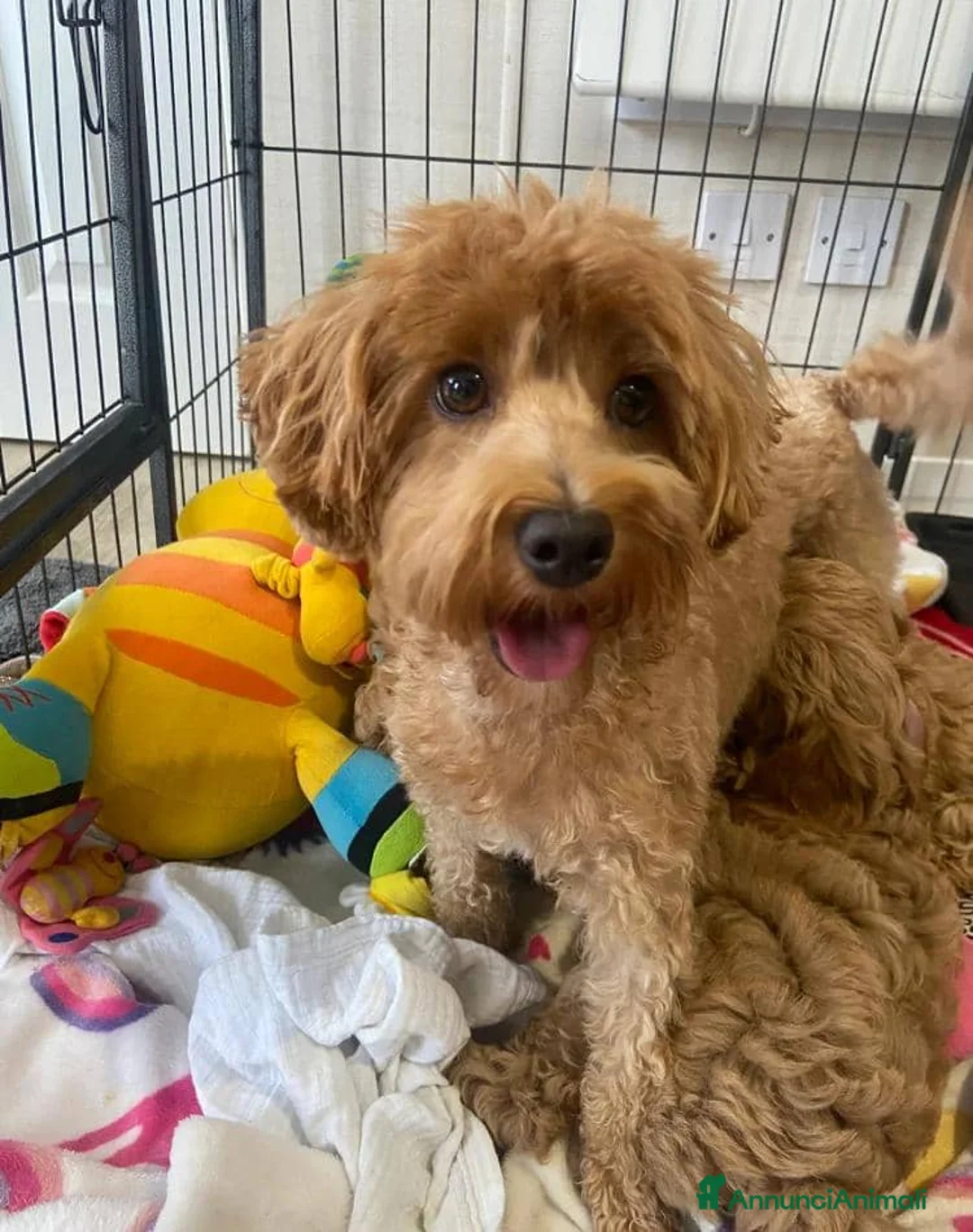 Maltipoo cani in vendita: Cuccioli di Maltipoo  - Annuncio 4