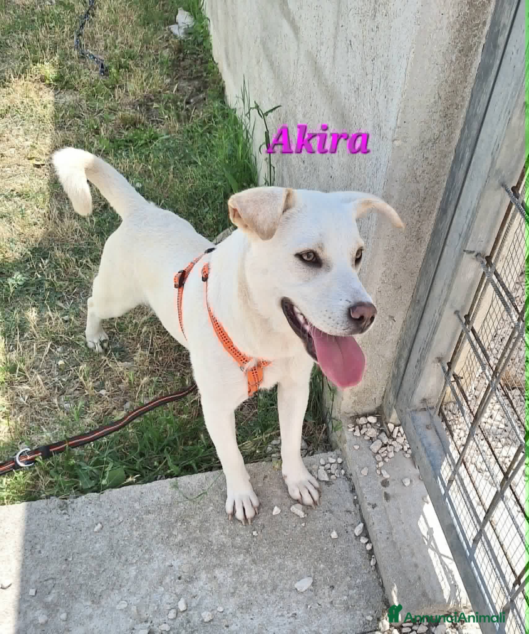 Meticcio cani Akira in adozione - Annuncio 27