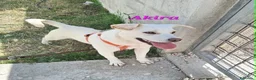 Meticcio cani in regalo: Akira in adozione - Annuncio 1