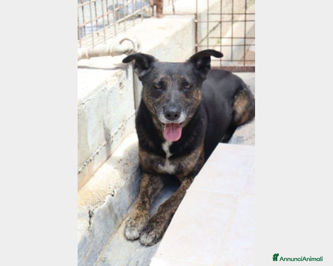 Meticcio cani in regalo: Elvis 3/4anni tg media tranquillo,dolce PUGLIA a Milano - Annuncio 6