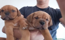 Dogue de Bordeaux cani in vendita: Disponibili Cuccioli di Dogue de Bordeaux a Provincia di Modena - Immagine 5