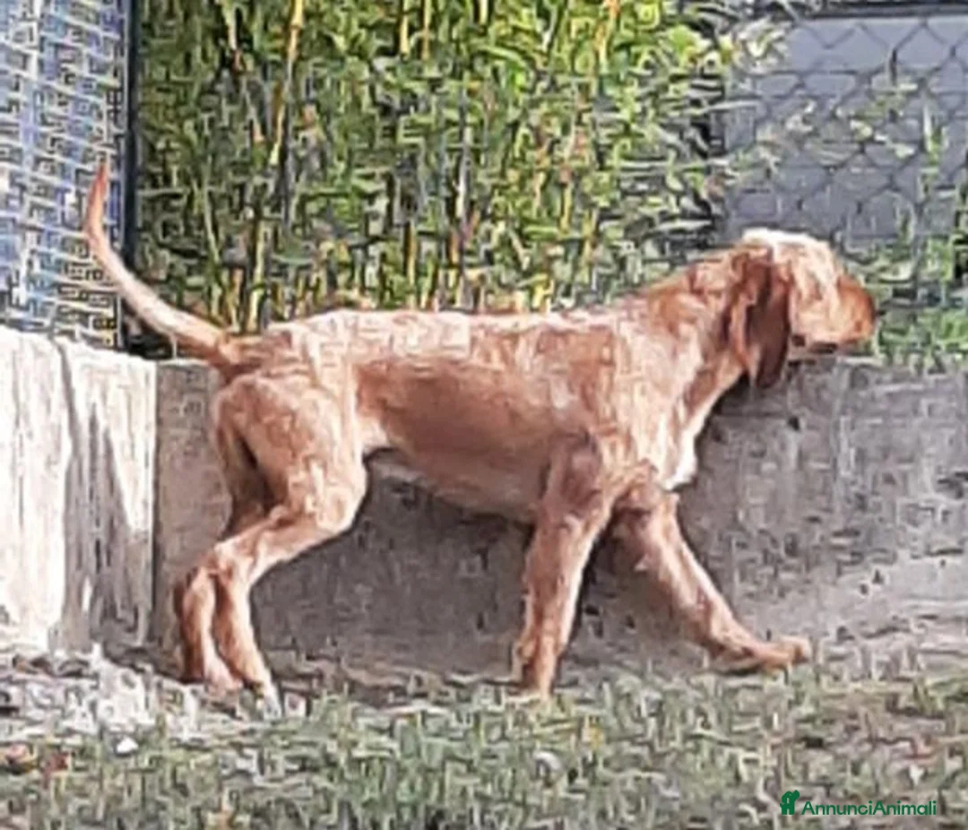 Segugio cani in regalo: DICK 6anni senza più una casa - Annuncio 6