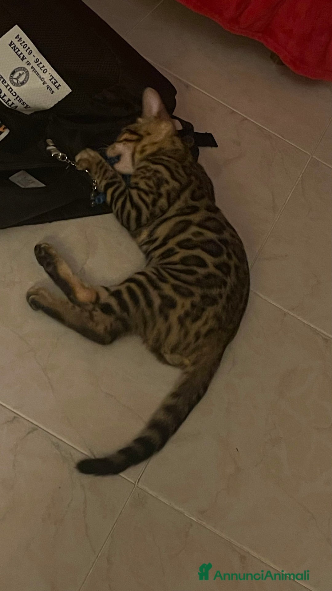 Bengala gatti in vendita: Cucciolo bengala a Provincia di Frosinone - Immagine 9