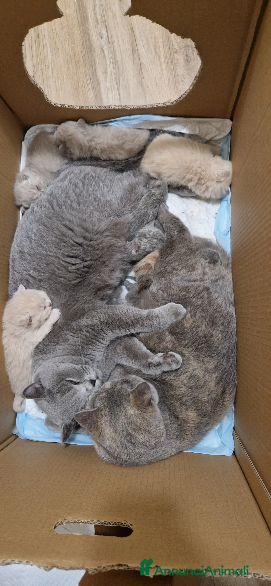 British gatti in vendita: BELLISSIMI CUCCIOLI BRITISH SHORTHAIR BLU E LILAC - Annuncio 1