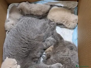 British gatti BELLISSIMI CUCCIOLI BRITISH SHORTHAIR BLU E LILAC - Annuncio 6