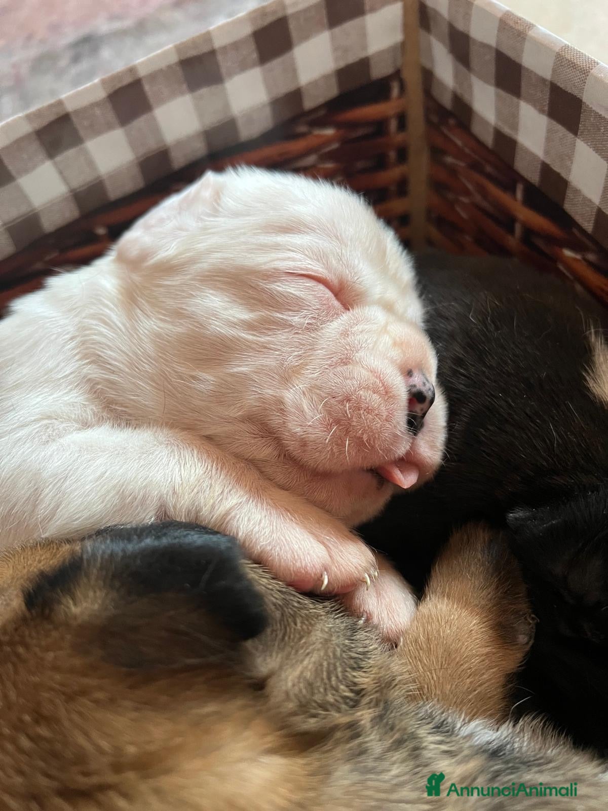 Boxer cani Boxer - Annuncio 1