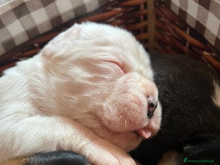 Boxer cani Boxer - Annuncio 1