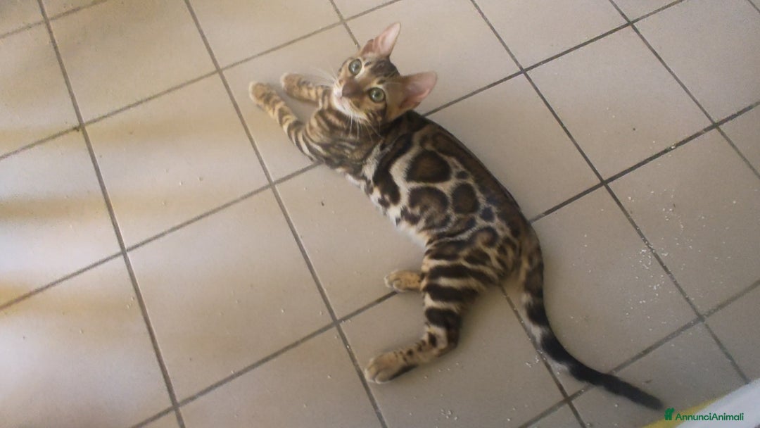 Bengala gatti in vendita: Gatto del Bengala maschietto  a Provincia di Teramo - Immagine 5