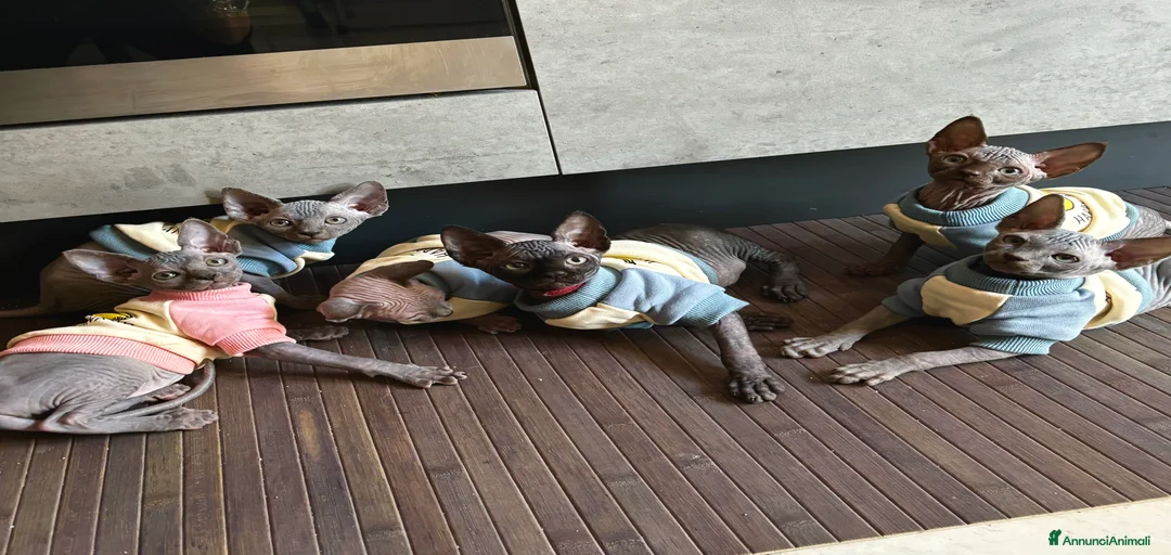 Immagine della galleria {{count}}