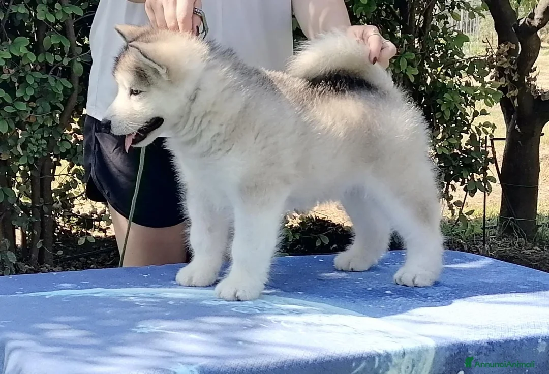 Alaskan Malamute cani in vendita: Cuccioli Alaskan Malamute  - Annuncio 1