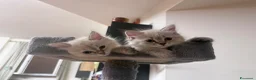 Siberiano gatti in vendita: Splendidi cuccioli siberiani  a Città metropolitana di Milano - Annuncio 8