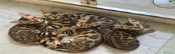 Bengala gatti in vendita: Gattina Bengala senza Pedigree - Annuncio 8