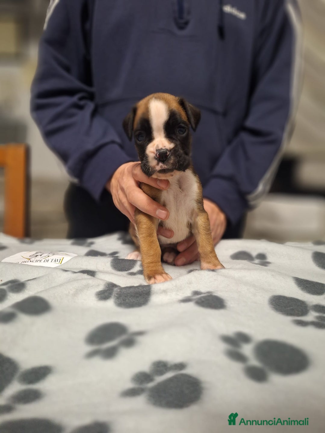 Boxer cani in vendita: Boxer cuccioli con pedigree - Annuncio 2
