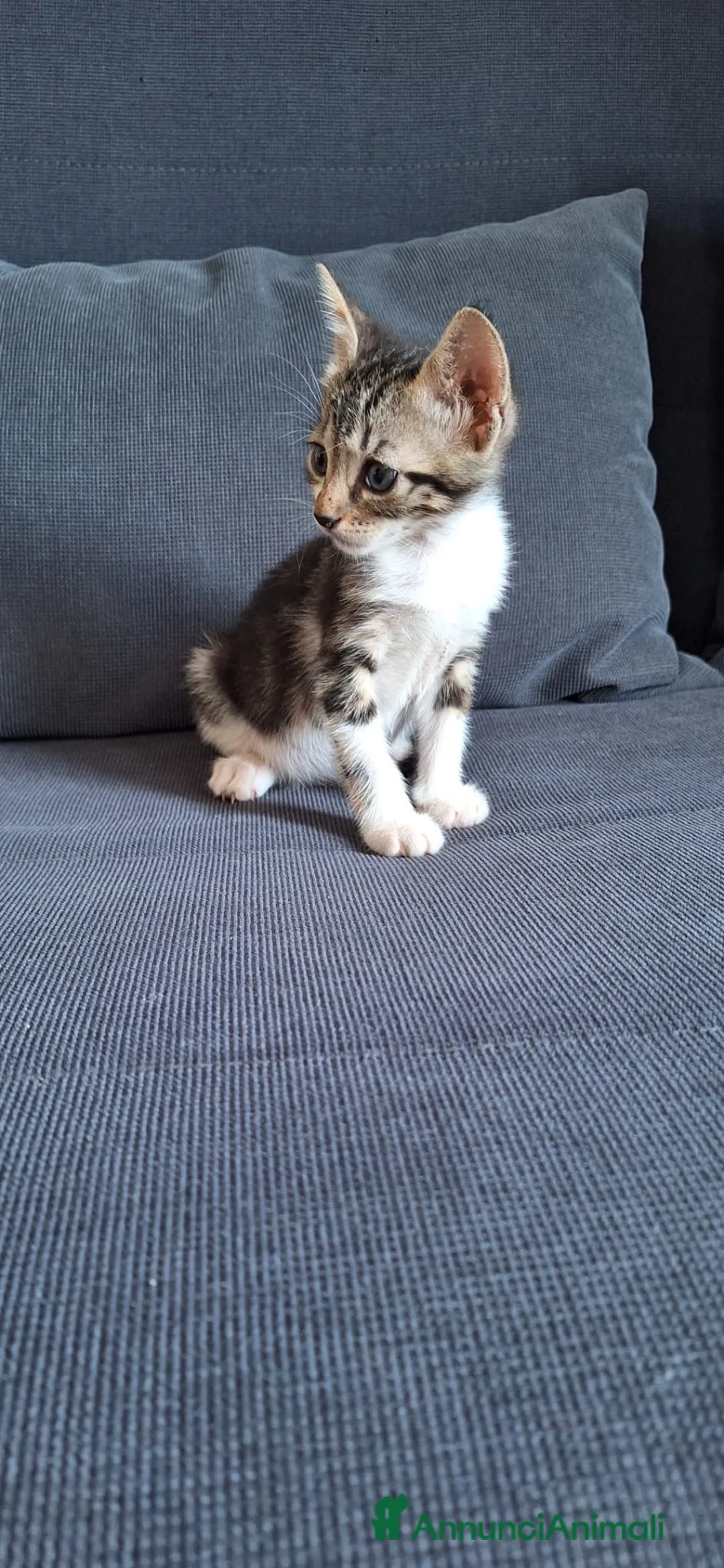 Europeo gatti in regalo: Koda minuscolo micino cerca casa - Annuncio 1