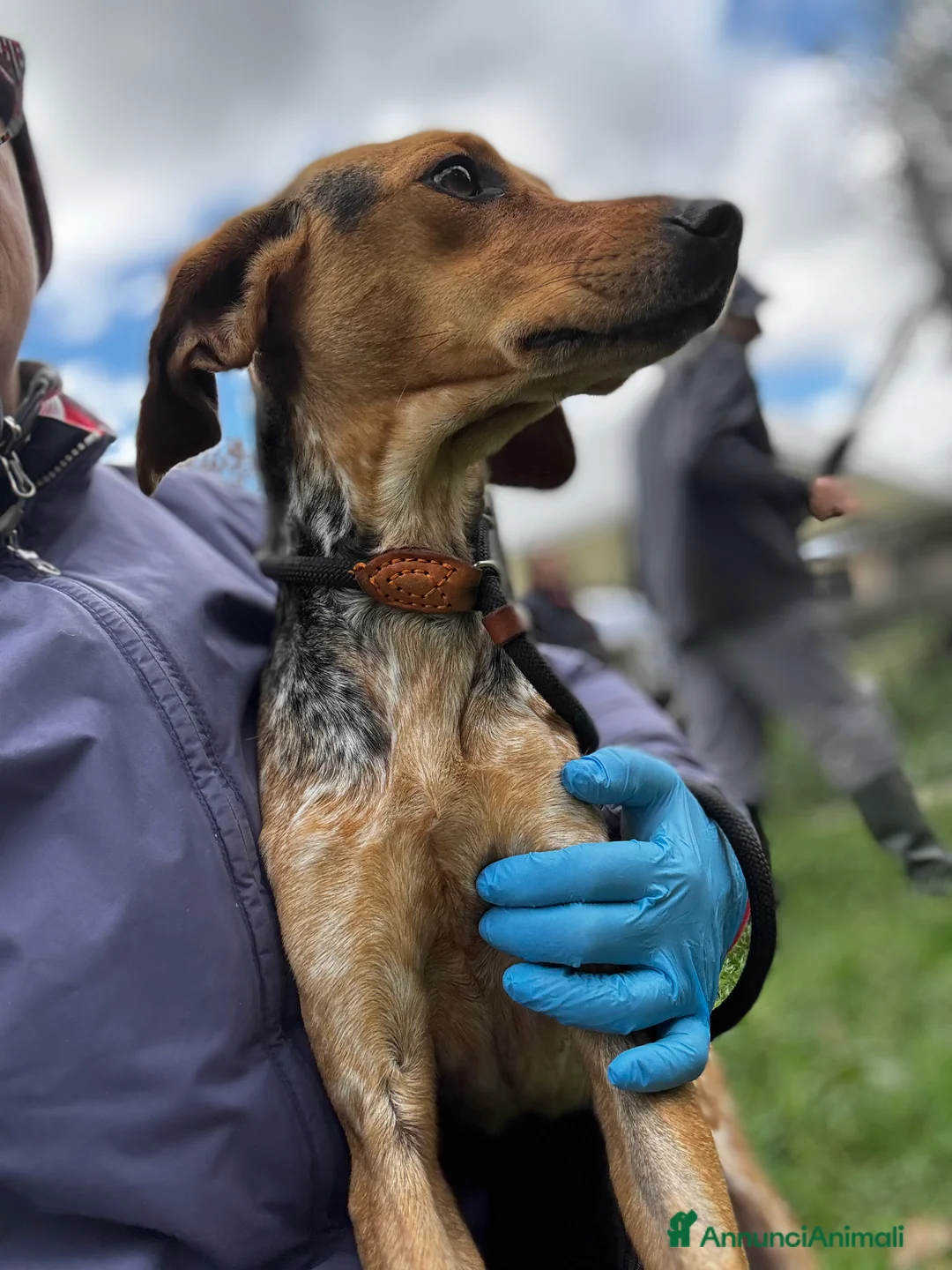 Segugio cani in regalo: Nocella cucciolona mix segugio 15kg - Annuncio 5