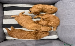 Barboncino cani in vendita: Barboncini nanetti 🐩🐩🐩 - Immagine 23