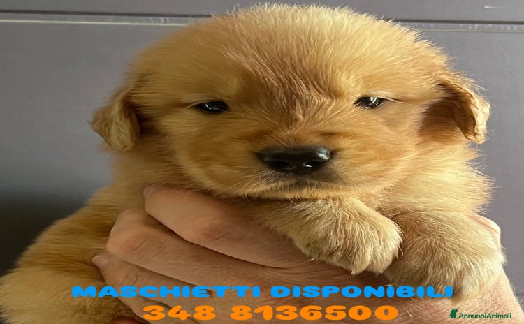 Golden Retriever cani a Provincia di Pavia - Annuncio 5