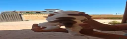 Bulldog cani in vendita: Cuccioli di bulldog americano  a Libero consorzio comunale di Agrigento - Annuncio 19