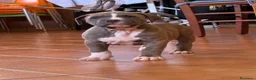 Pitbull cani in vendita: CUCCIOLI DI PITBULL CON PEDIGREE DISPONIBILI a Città metropolitana di Roma Capitale - Annuncio 11