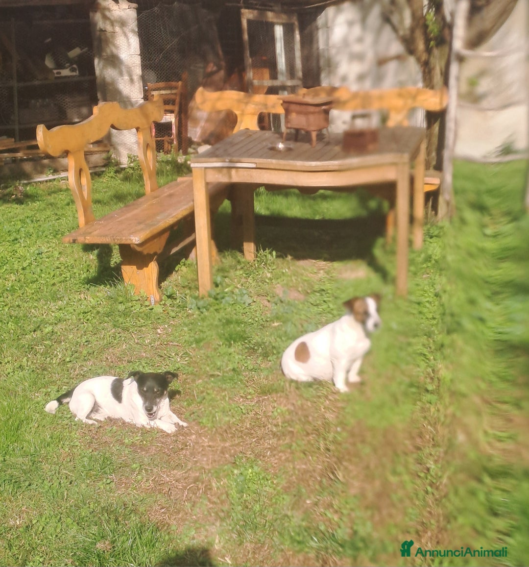 Jack Russell cani in vendita: Meravigliosi cuccioli di jack russell - Annuncio 7