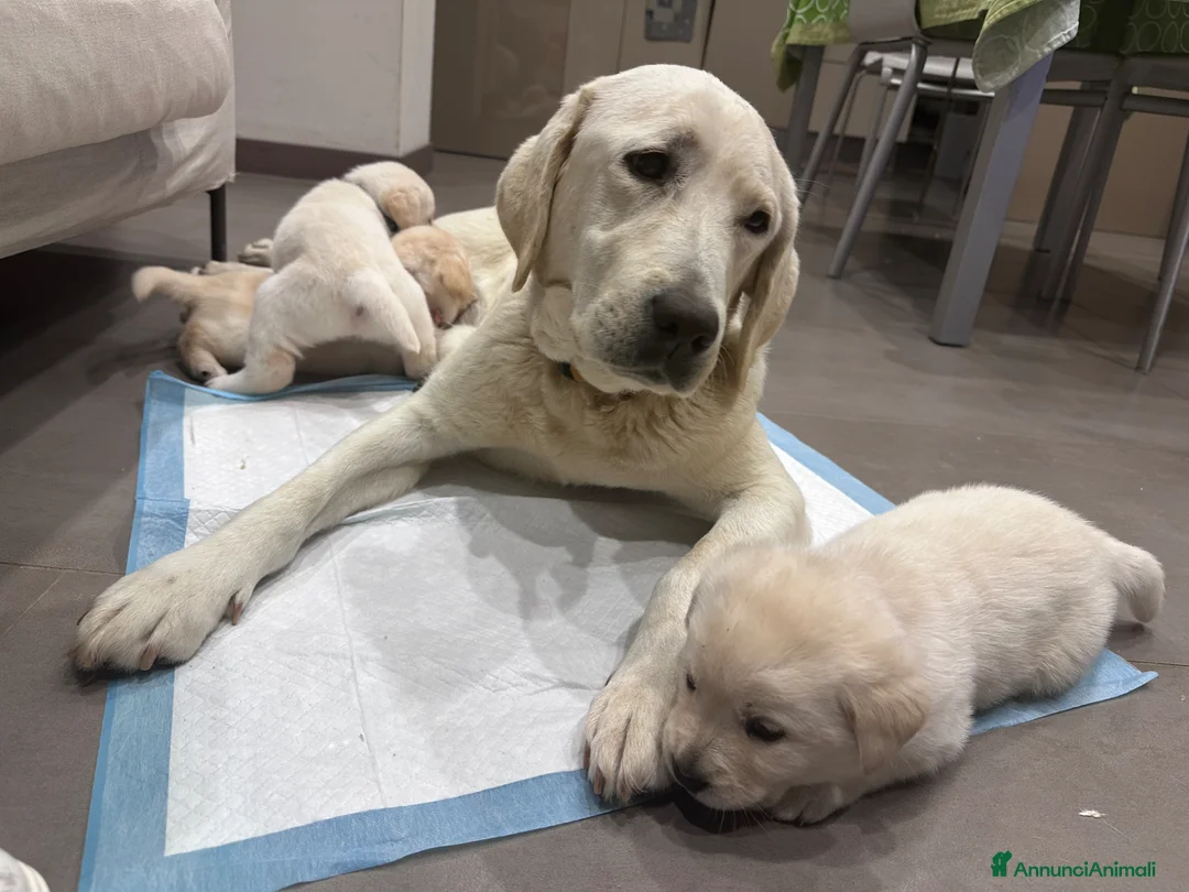 Labrador cani in vendita: Splendidi Cuccioli di Labrador - Annuncio 14
