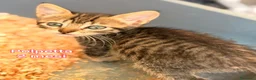 Meticcio gatti in regalo: GATTINI ABBANDONATI: URGENTE  a Città Metropolitana di Torino - Annuncio 6