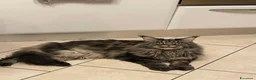 Maine Coon gatti in regalo: Maine coon a Provincia di Brescia - Annuncio 2
