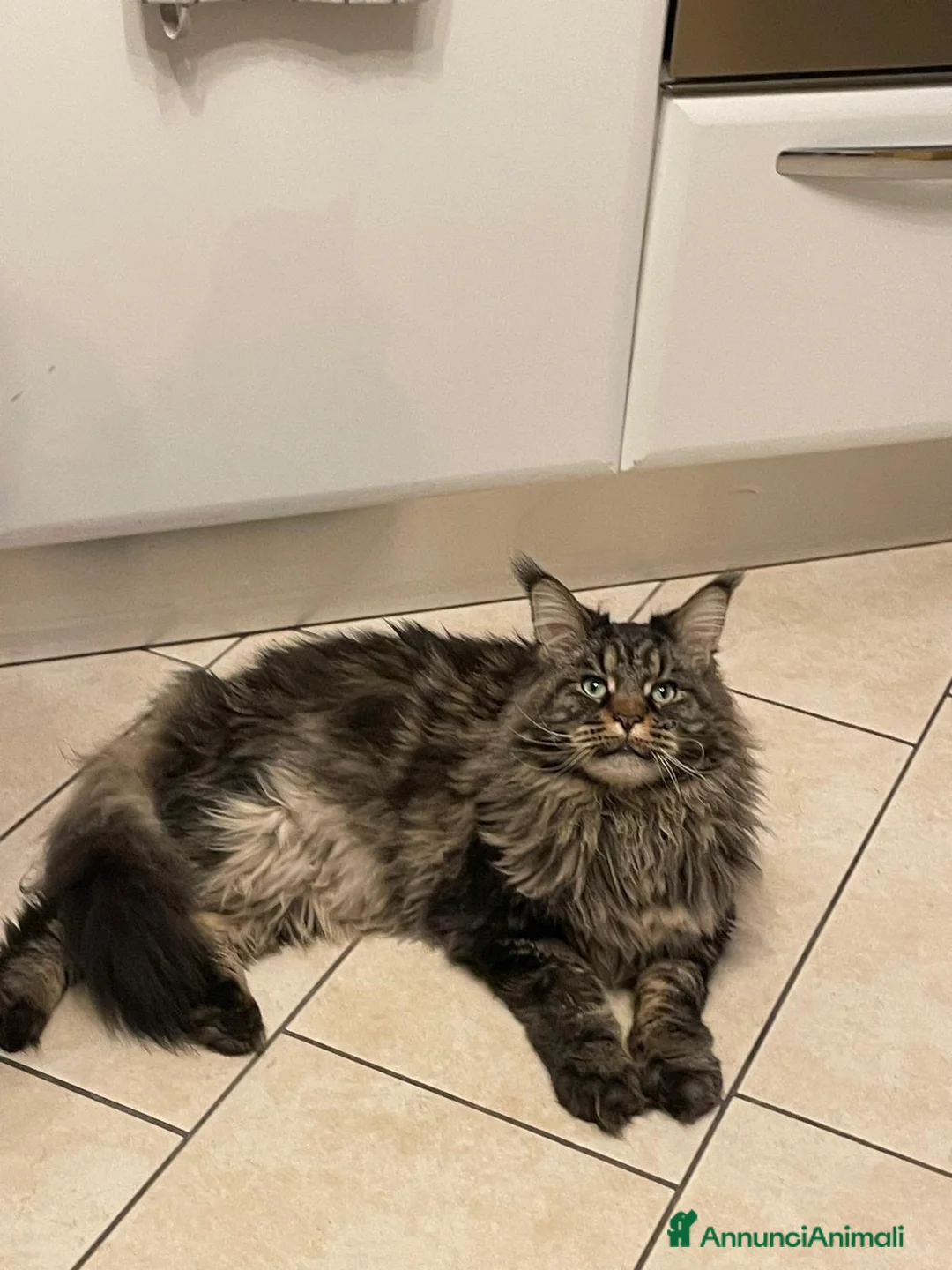 Maine Coon gatti in regalo: Maine coon a Provincia di Brescia - Annuncio 2