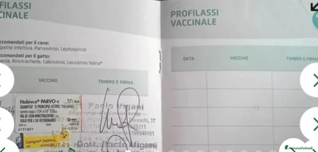 Pastore Tedesco cani in vendita: splendidi cuccioli pastore tedesco  - Annuncio 15