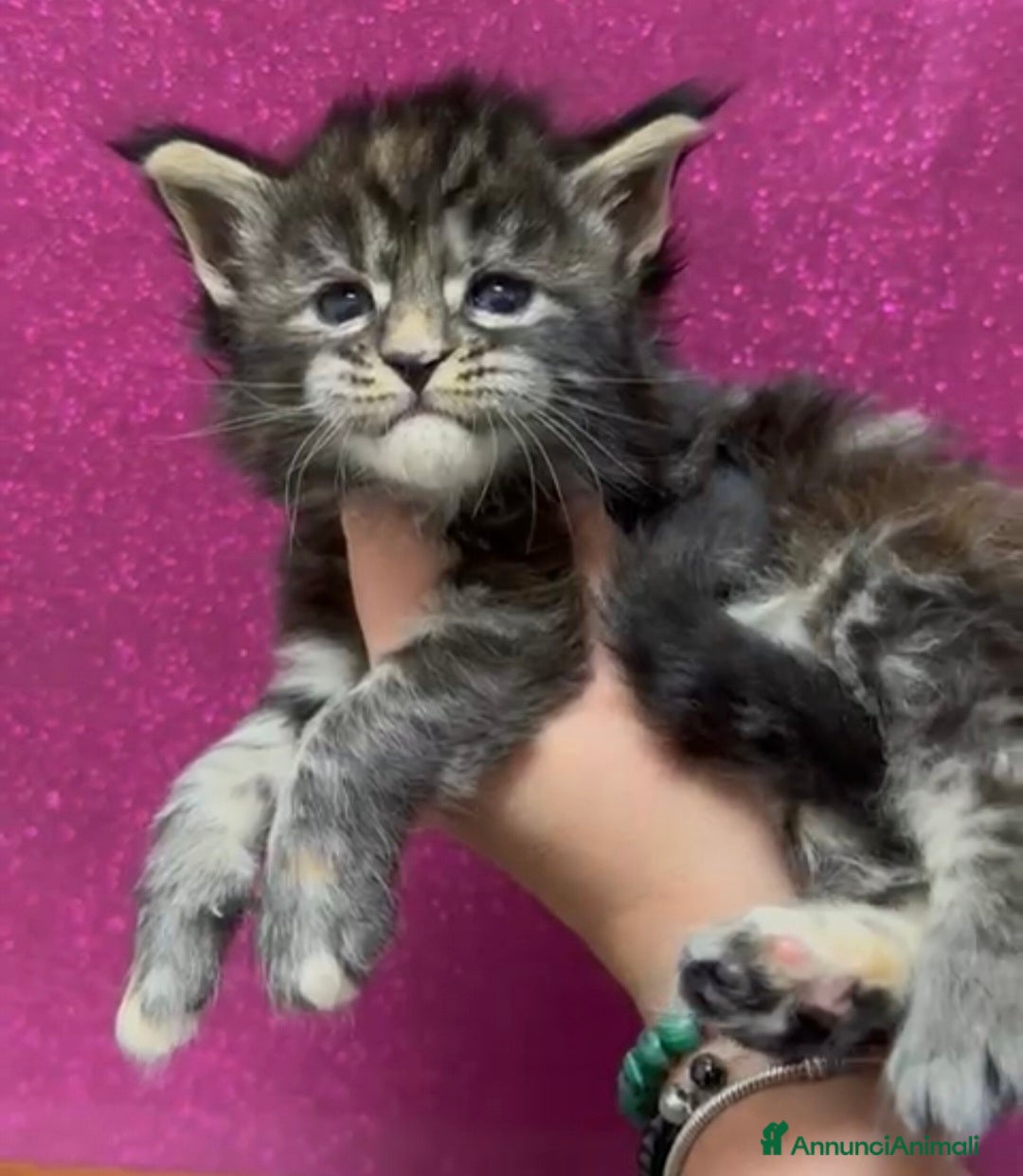 Maine Coon gatti in vendita: Cuccioli maine coon  - Annuncio 3