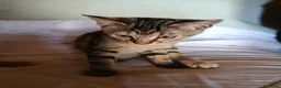 Altre razze gatti in regalo: Giove e Pluto,in regalo💛🤎 (non sono in vendita) a Città Metropolitana di Firenze - Annuncio 2