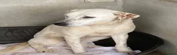 Meticcio cani in regalo: Lulù cagnolina meravigliosa - Annuncio 10
