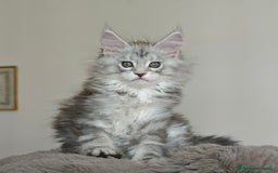 Maine Coon gatti in vendita: 6Cuccioli di MaineCoon con WCF - Immagine 4