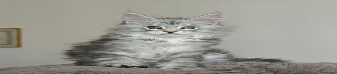 Maine Coon Gattino 3