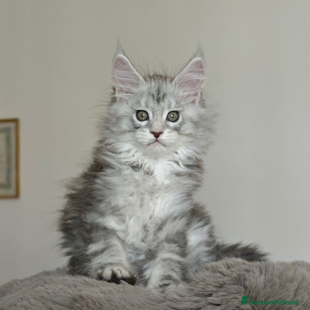 Maine Coon gatti in vendita: 6Cuccioli di MaineCoon con WCF - Immagine 4