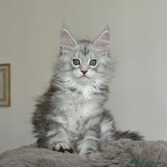 Maine Coon Gattino 3