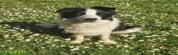 Border Collie cani in vendita: Cuccioli di razza Border Collie - Annuncio 2