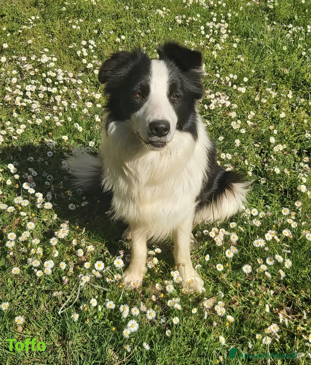Border Collie cani in vendita: Cuccioli di razza Border Collie - Annuncio 2