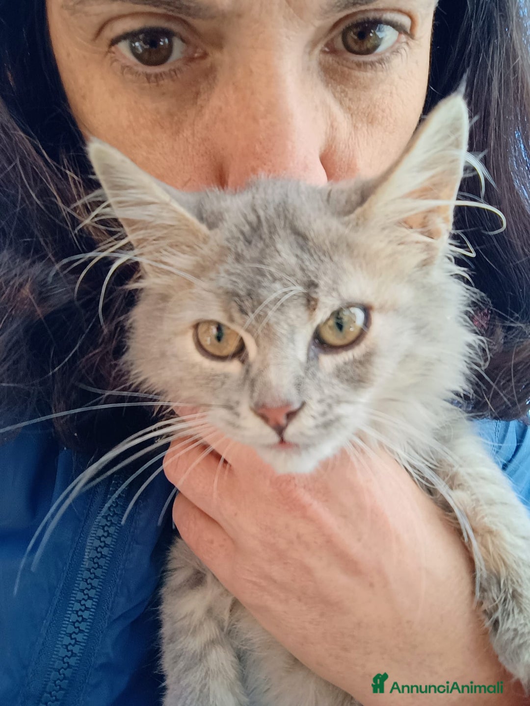 Europeo gatti in regalo: Micina due mesi - Annuncio 1