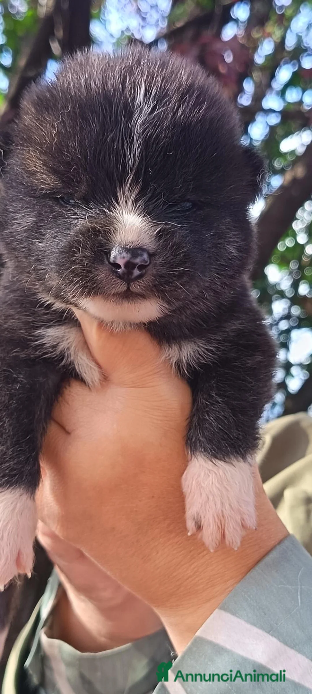 Akita Inu cani in vendita: Akita inu  - Annuncio 2