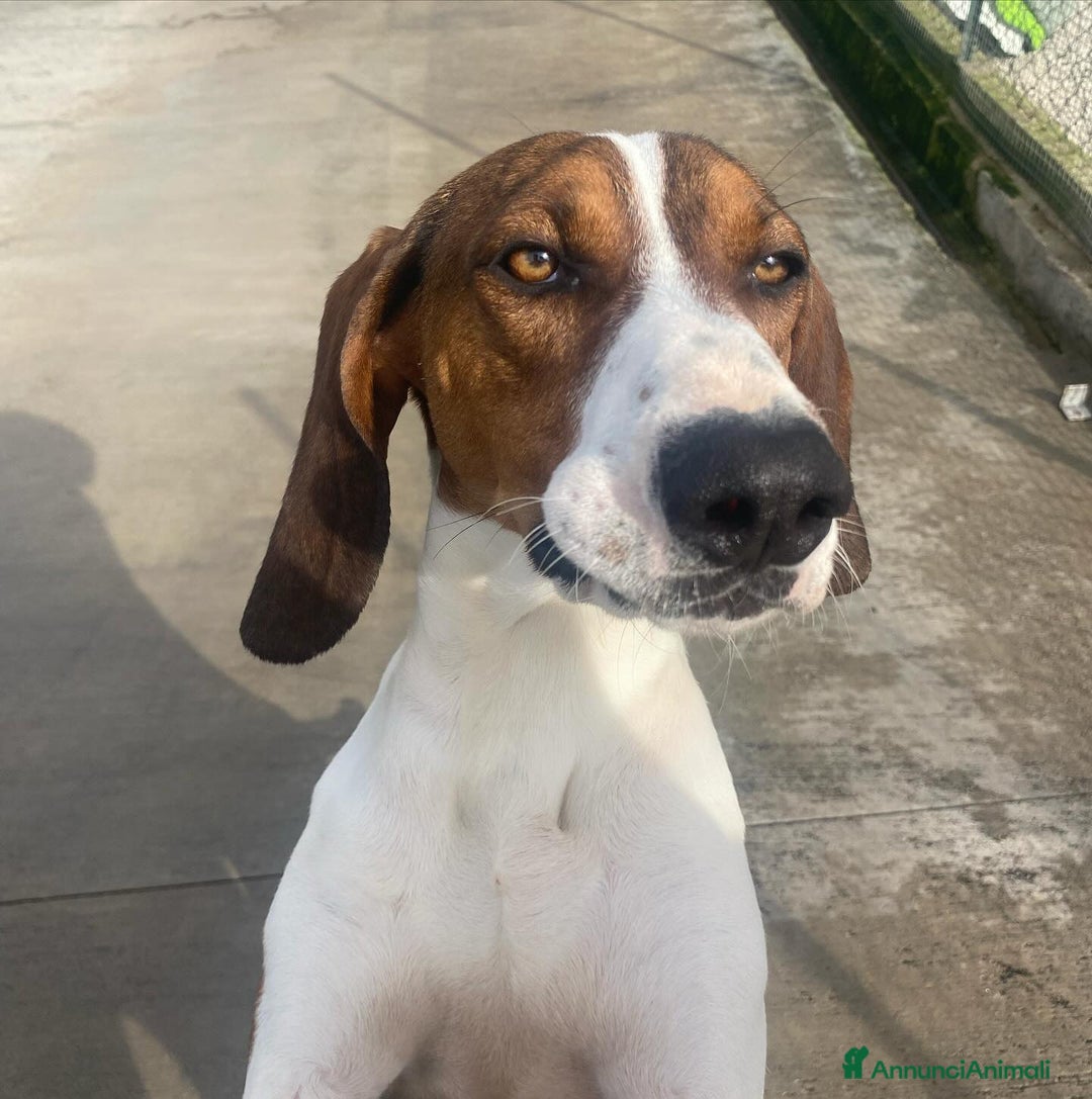 Meticcio cani in regalo: KAOS cucciolone 1 anno cerca adozione  a Provincia di Latina - Annuncio 3