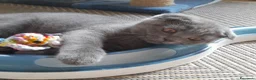 Scottish gatti in vendita: Cucciolo Scottish fold  - Annuncio 5