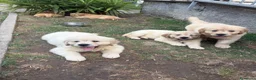 Golden Retriever cani in vendita: Golden retriever  - Annuncio 3