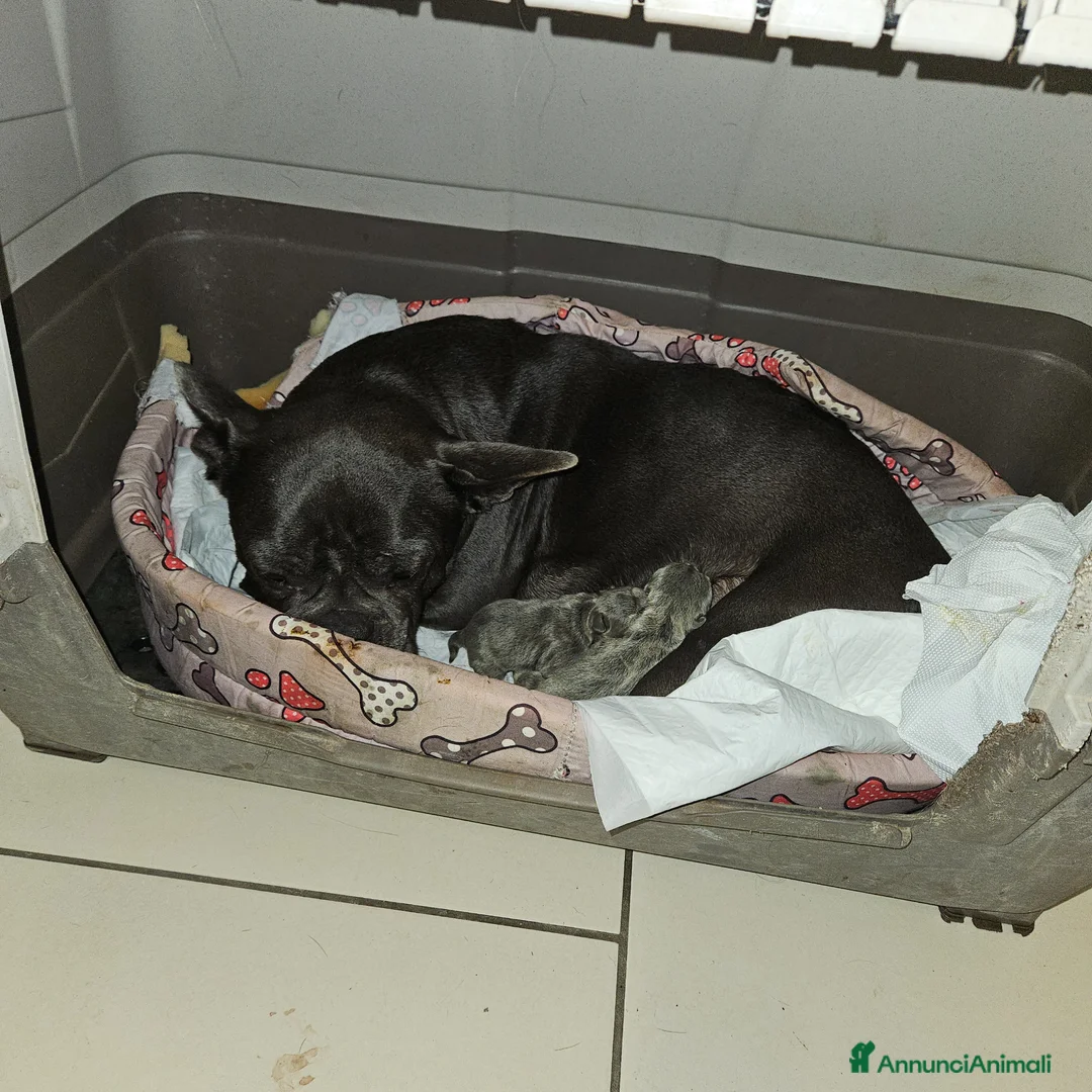 Bulldog Francese cani in vendita: Bulldog francese - Annuncio 18