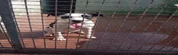 Meticcio cani in regalo: Baloo, mix pittbull!  - Annuncio 2