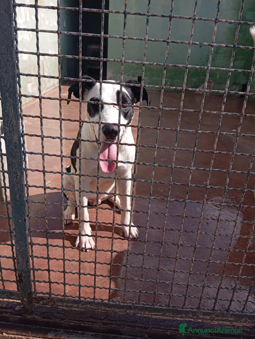Meticcio cani in regalo: Baloo, mix pittbull!  - Annuncio 2